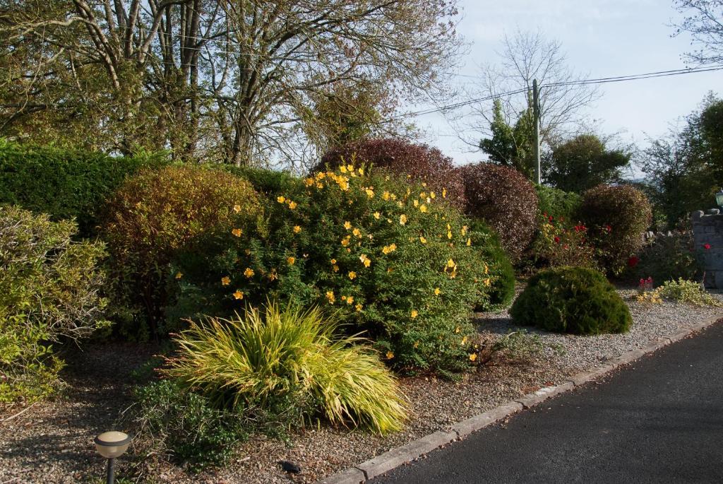 Innisfree B&B Bunratty Exterior foto