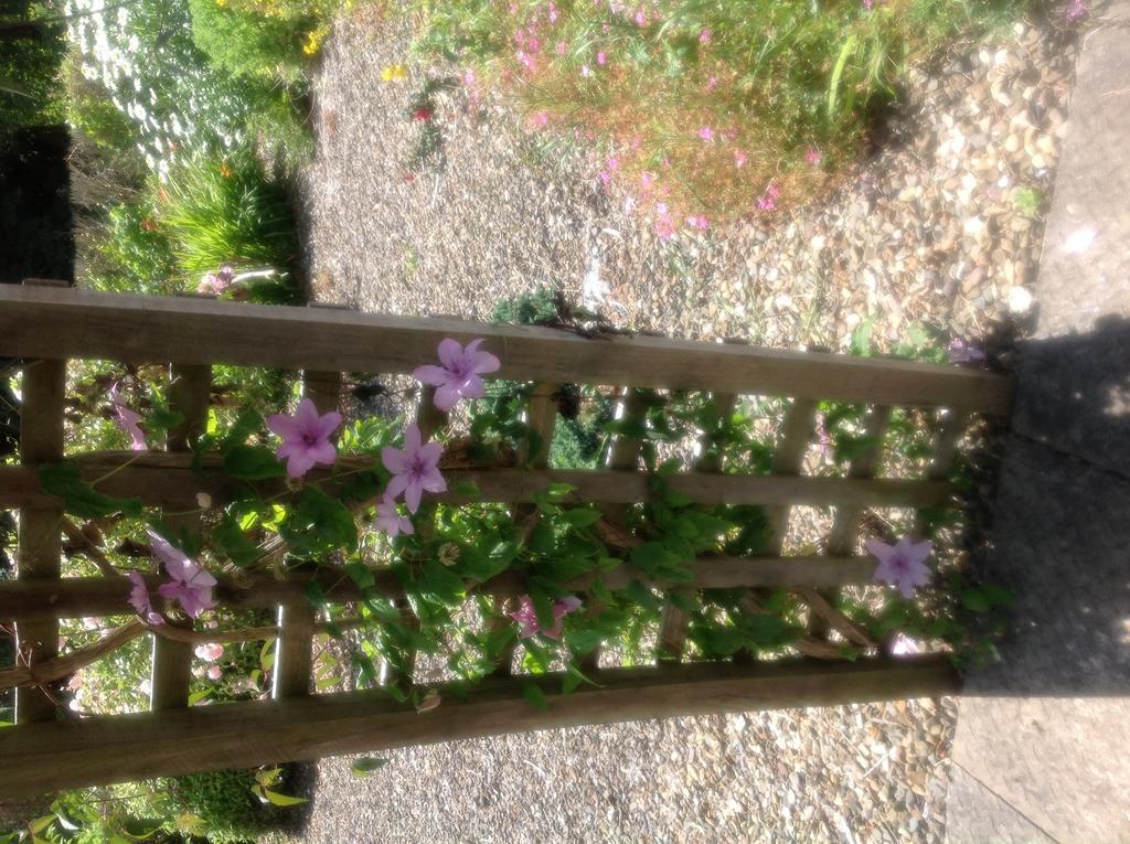 Innisfree B&B Bunratty Exterior foto
